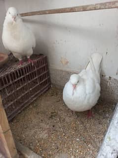 White King Show class