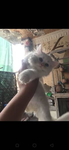 Persian