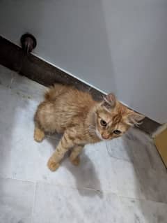 cats