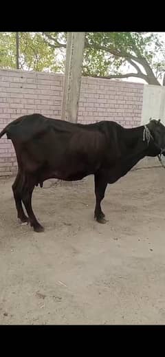 cow