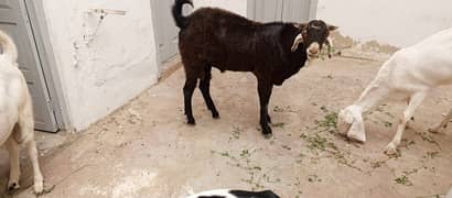 Ando Bakra 4 dant