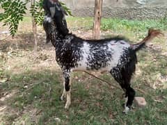 Bakra available for qurbani