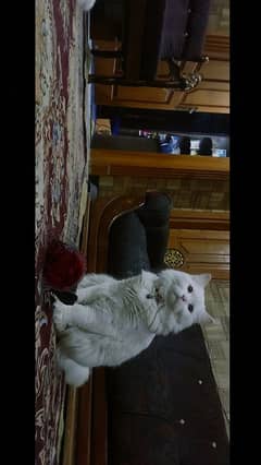 persian cats