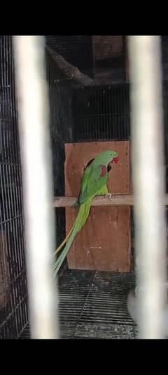 raw parrot jumbo size breeder pair contact on 03159960002