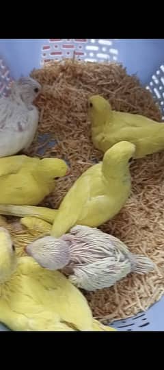 yellow