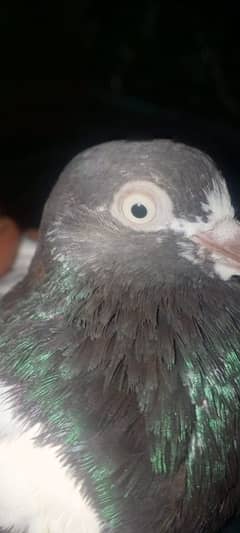 Royal Teddy female