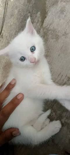 Blue eyes hy