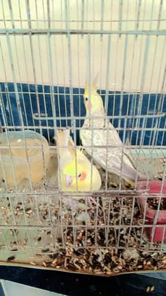 cockatiel