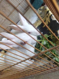 rabbit pair for sale