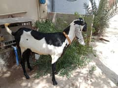 do dant wala bakra Khushi bakra ha