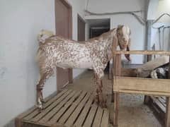 Goats and buck for sale
