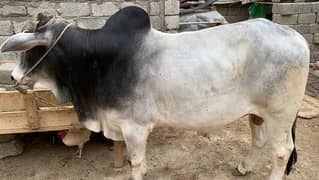 Qurbani
