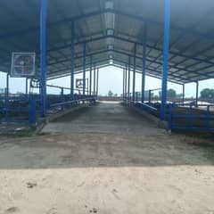 dairy