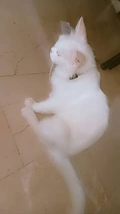 Beautiful Persian Cat for Sale – Healthy & Playfull.