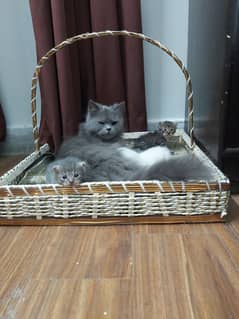 Persian Cat