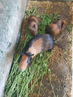 guinea
