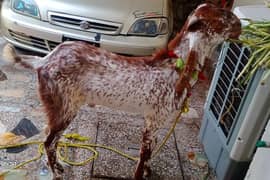 Bakra , Goat for Sale