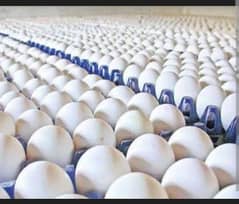 Farm Eggs Available