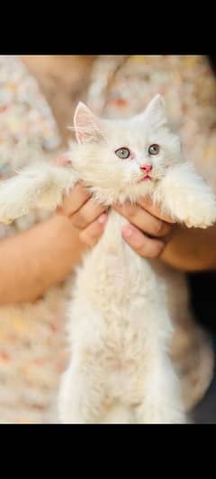 55 days age Persian kitten