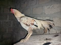 Aseel
