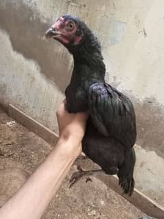 mushki