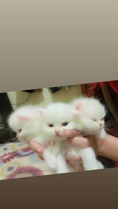 Persian kittens