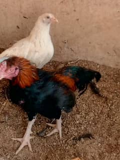 aseel Thai + aseel java breed