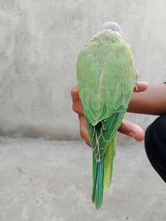Green Ring neck chicks