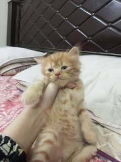 Persian kittens for sale
