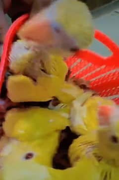 yellow or green sale