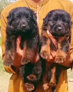 German Shepherd puppies for sale