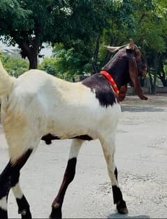 Big Size Sindhi and Desi Bakra for Sale