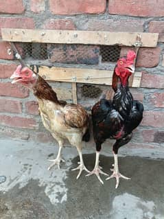 aseel pair