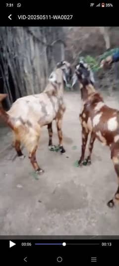 bakra
