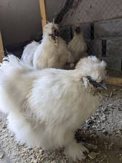 white silky pair