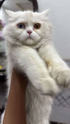 cat for sale