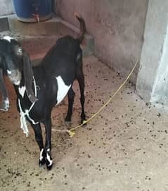 bakra jori 03087697758