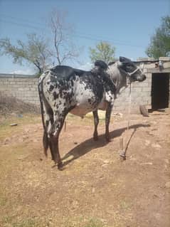 Desi weray qurbani Kay liye