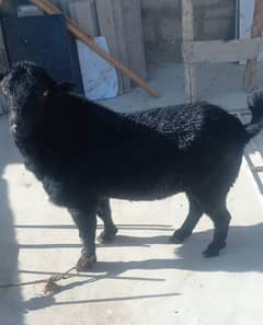 Black Andu Bakra