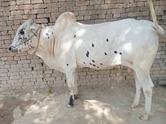 Desi Wachra