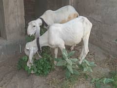 Pure kajla chatra male female   Female 2 dant ma ha