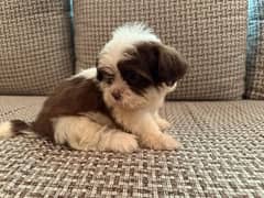Shih tzu x Maltese cross. Breed name Malshi puppy -toy breed puppies