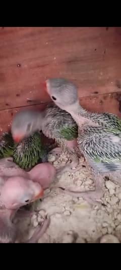 breeders