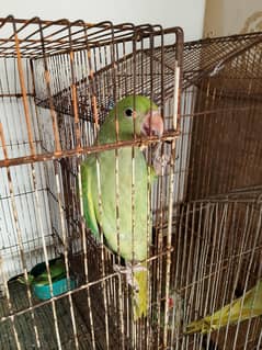 Green Ringneck chicks