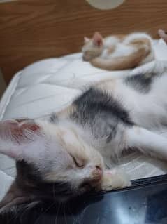 kittens