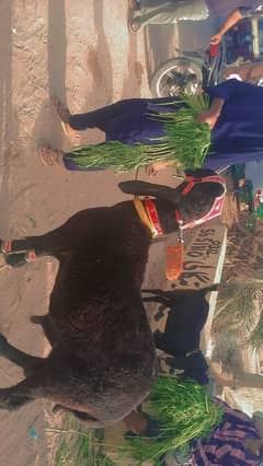 Larkana