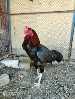 Aseel