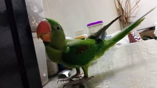 3 month raw baby parrot