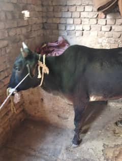 bachri