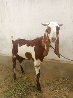 bakra